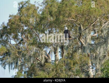 A bald eagle sitting in a tall tree at Cypress Lake, Florida, USA Stock Photo