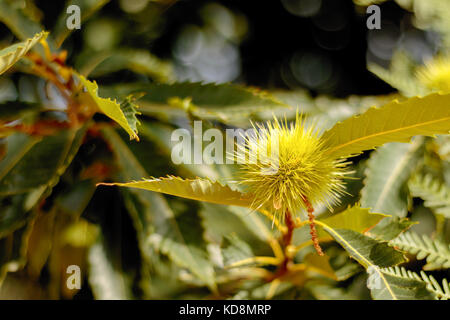 Detail of the sweet chestnut burr, branch and leaves or Castanea sativa spiny cupule Stock Photo