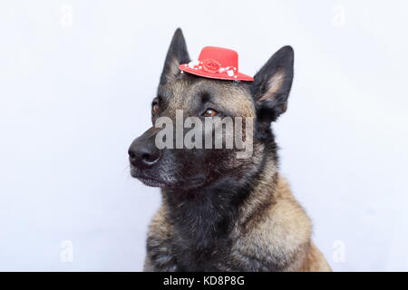 portrait of a Malinois Belgian shepherd wearing a red hat between the ears Stock Photo