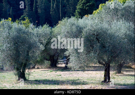 Olives trees in Archaeological Area in medieval old town in Fiesole, Tuscany, Italy. 26 August 2017 © Wojciech Strozyk / Alamy Stock Photo Stock Photo