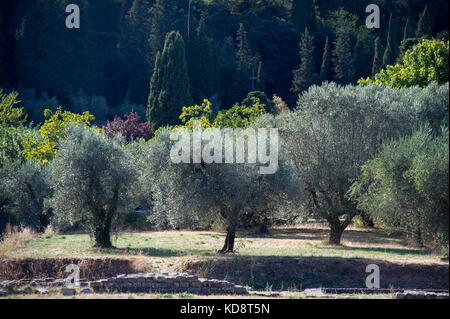 Olives trees in Archaeological Area in medieval old town in Fiesole, Tuscany, Italy. 26 August 2017 © Wojciech Strozyk / Alamy Stock Photo Stock Photo