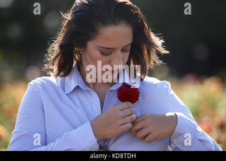 A young woman pins a red flower onto her shirt pocket Stock Photo