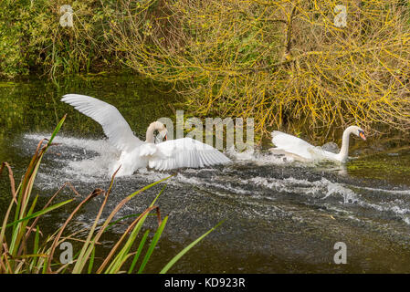 Mute swan pair swans fighting Stock Photo