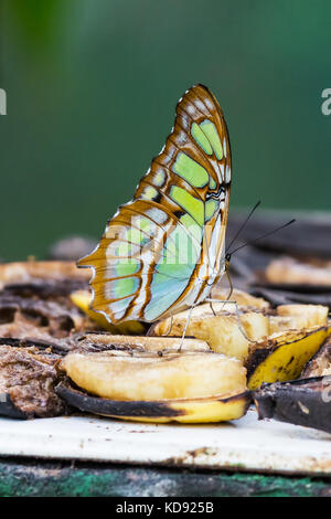 Malachite butterfly, Siproeta stelenes - Costa Rica Stock Photo