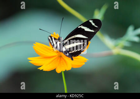 Zebra Longwing, Heliconius Charitonia, Butterfly - Costa Rica Stock Photo