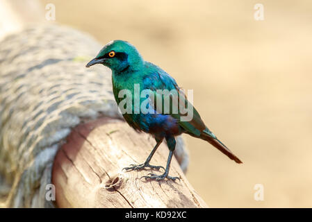 Lesser blue-eared starling Stock Photo
