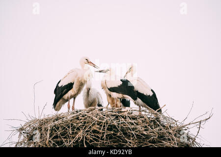 Family Of Adult European White Storks Sitting In Nest On White Sky Background. Stock Photo