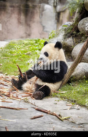 Giant panda eats bamboo, Chengdu, China. Stock Photo