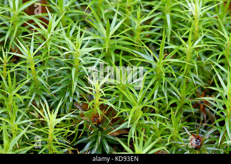 Haircap moss (Polytrichum sp) Stock Photo