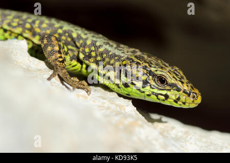 Iberian Rock Lizard (Iberolacerta monticola), Asturias. Spain. Stock Photo