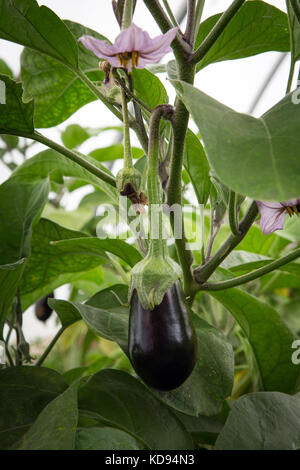 The flower of an Aubergine or Eggplant - Solanum melongena - hanging above a ripe fruit. Stock Photo