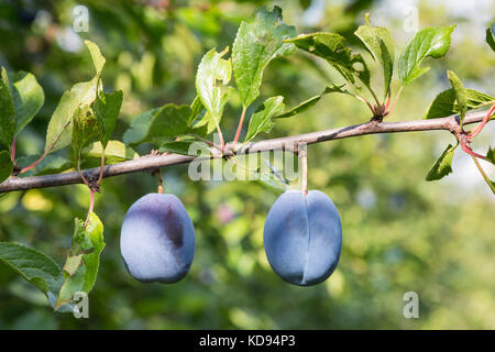 Two ripe Plums - Prunus domestica or European Plum - hanging on a branch. Stock Photo