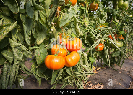 A bunch of ripe red Tomatoes ready to be harvested. Stock Photo