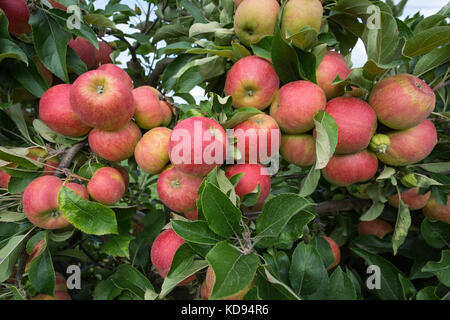 An abandunce of ripe apples hanging on a tree, ready to be harvested. Stock Photo
