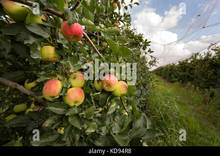 Many ripe apples ready to be harvested in a Apple orchard. Stock Photo