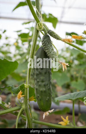 Young cucumbers growing in a tunnel with the flower still attached. Stock Photo