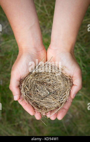 Female hands holding a fragile empty bird's nest, seen from above with a green grassy background. Stock Photo