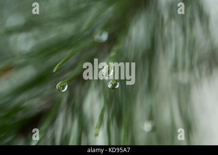 close up of water drops on a tree Stock Photo