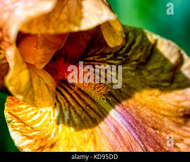 The beauty of beautiful Iris flowers expressed through a macro image of its center. Stock Photo