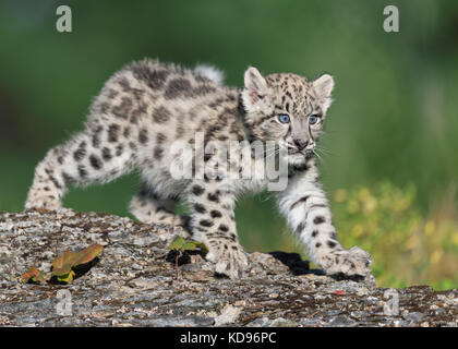 Single snow leopard cub prowling on rocky surface Stock Photo