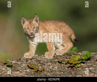 Siberian lynx kitten (Lynx lynx wrangeli) standing on rocky ledge Stock Photo