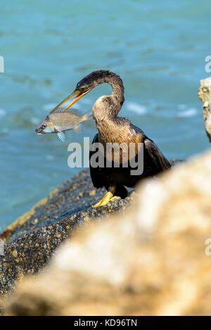 1 of 5 shots of anhinga eating a caught fish Stock Photo