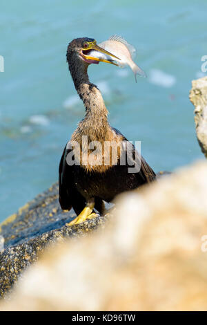 1 of 5 shots of anhinga eating a caught fish Stock Photo