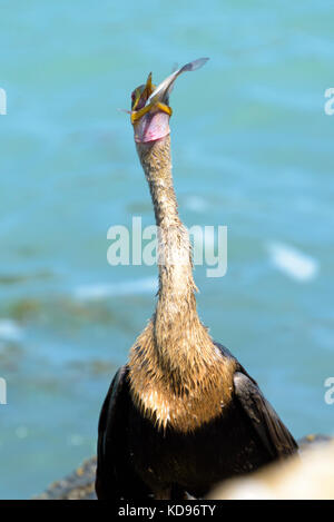 1 of 5 shots of anhinga eating a caught fish Stock Photo