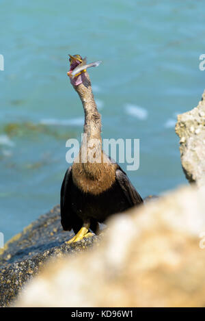 1 of 5 shots of anhinga eating a caught fish Stock Photo