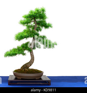 Conifer european larch (Larix decidua) as bonsai tree white isolated Stock Photo