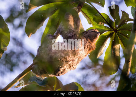 'Preguiça-comum (Bradypus variegatus) fotografado em Linhares, Espírito Santo -  Sudeste do Brasil. Bioma Mata Atlântica. Registro feito em 2013.     