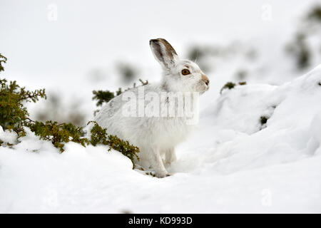 Mountain hare (Lepus timidus) UK Stock Photo