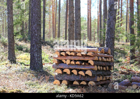 Pile of neatly stacked pine firewood in forest. Shallow dof, bokeh effect in woodland. Stock Photo