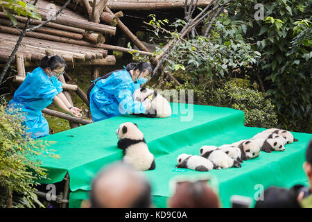 Chengdu, China - September 28, 2017: Eleven baby pandas first public display at Chengdu Research Base of Giant Panda Breeding. Stock Photo