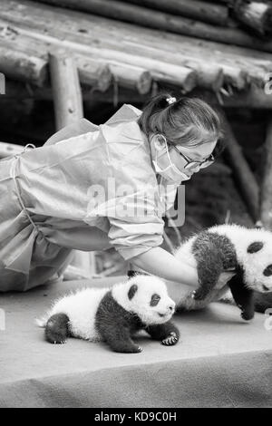 Chengdu, China - September 28, 2017: Baby pandas first public display at Chengdu Research Base of Giant Panda Breeding. Stock Photo