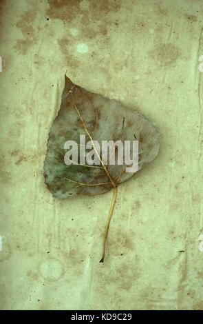 Single autumnal leaf of Black poplar or Populus nigra tree lying on stained paper Stock Photo