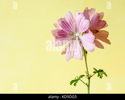 Pink mallow flowers with five petals on a green stalk with two leaves under a soft daylight against a yellow background. Stock Photo