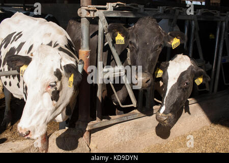 Three Holstein dairy cows stand in the sun at their feeder in a freestall barn on a Wisconsin dairy farm. Stock Photo