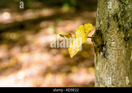 Close-up view of three small yellow beech leaves growing on a tree trunk against a red blurry background of dead leaves on the ground. Stock Photo