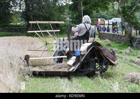 Traditional Corn Cutting and Vintage Display by National Vintage Tractor and Engine Club Meirionnydd    Aled Rees of Pennal on a David Brown 900 1957  Stock Photo