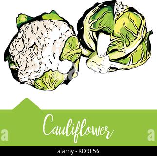 Vector illustration of cauliflower pictured in hand drawn graphi Stock Vector