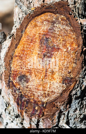 Tree branch old cut and seeping resin Stock Photo