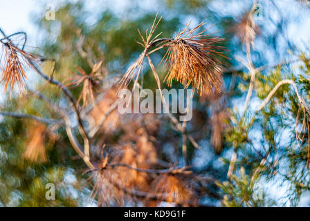 Pine tree branches in hot summer with blue backround Stock Photo