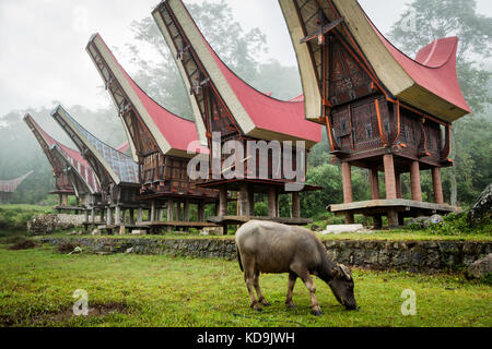 Asian Water Buffalo grazing on fertile green grass high up at altitude in the Highlands region of Tana Toraja and surrounded by Tongkonan buildings Stock Photo