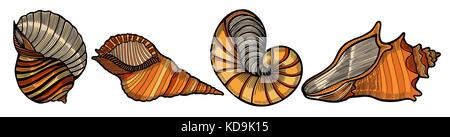 Set of various beautiful mollusk sea shells, sketch style illustration isolated on white background. Hand drawing of seashells Stock Vector