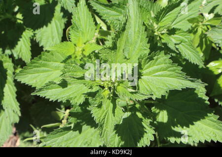 Close-up of plant of nettle in a field Stock Photo