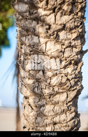 Date palm tree trunk Stock Photo