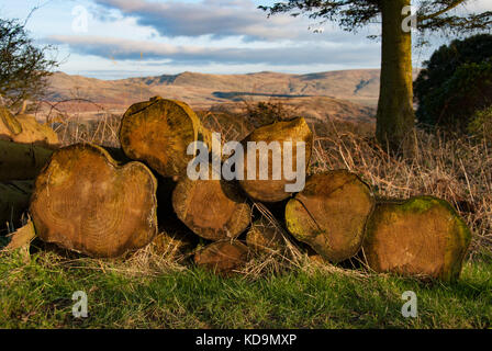 Tree rings on cut logs, Muncaster Fell, Lake District National Park, UK Stock Photo