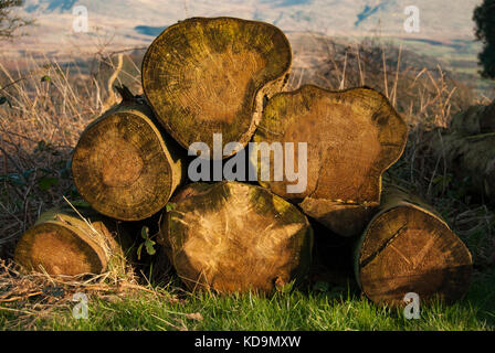 Close up of tree rings on cut logs, Muncaster Fell, Lake District National Park, UK Stock Photo