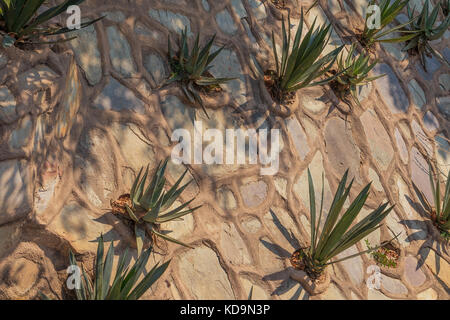 Set of several cactus hanging on stone wall. Stock Photo